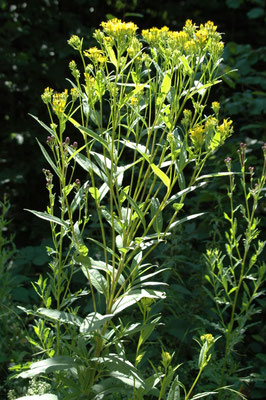 Senecio ovatus - Schaduwkruiskruid