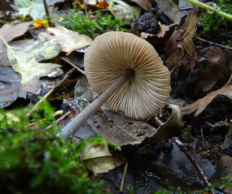 Entoloma species