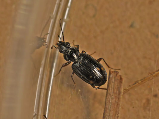 Bembidion biguttatum - Tweevlekpriemkever