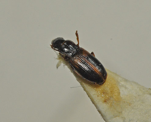 Acupalpus meridionalis - Akkerbontloper
