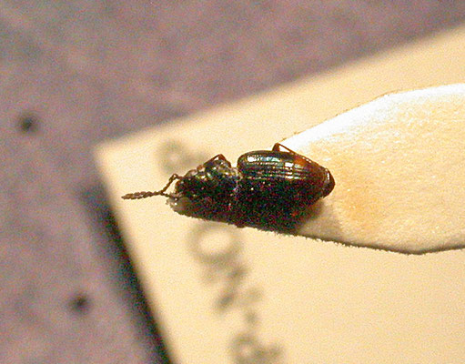 Bembidion guttola