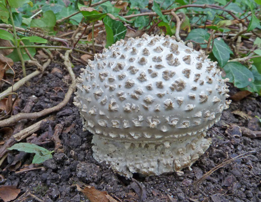 Amanita solitaria - Stekelkopamaniet