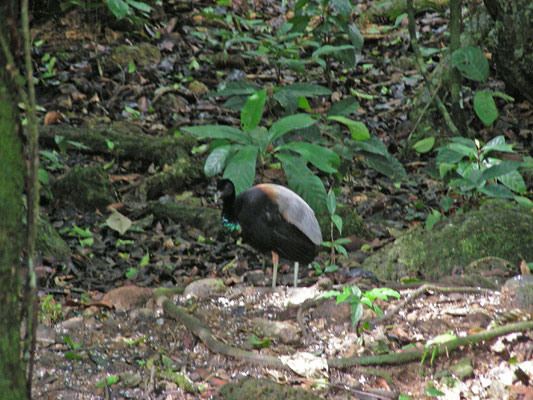 Gray-winged Trumpeter