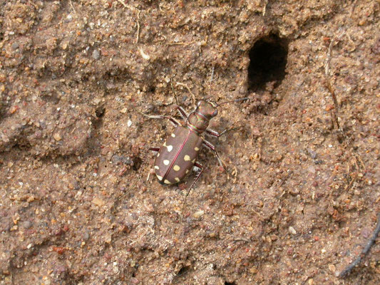 Calomera littoralis nemoralis