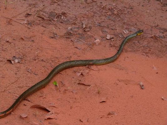 Chironius exoletus - Groene Kielrugslang (reditere)