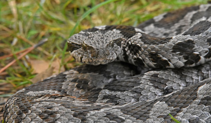 Ottomaanse Adder