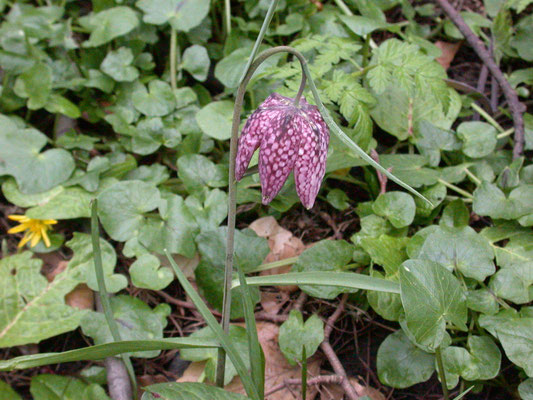 Fritillaria meleagris - Kievitsbloem