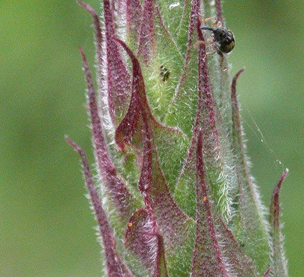 Nanophyes marmoratus - Dwerg-kattenstaartsnuitkever