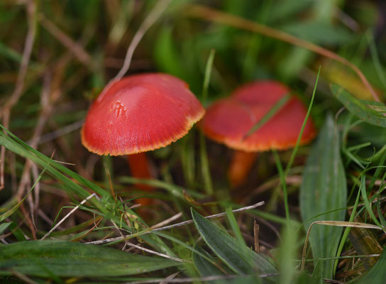 Scharlakenwasplaat