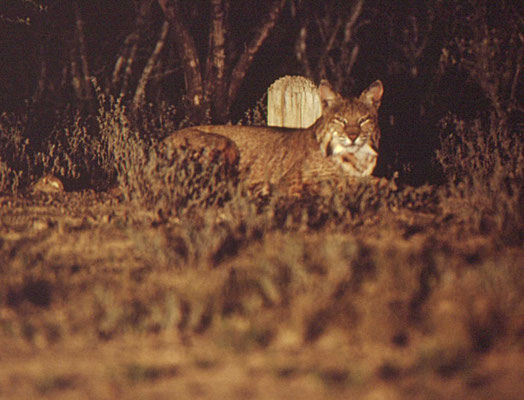 Bobcat