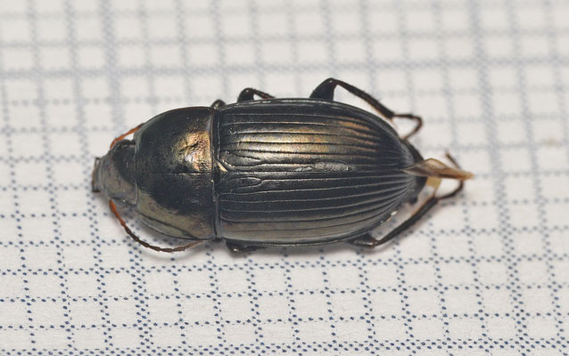 Amara similata - Akkerglimmer