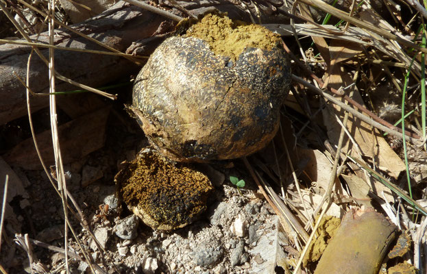Scleroderma meridionale