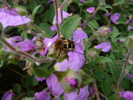 Trichius sexualis