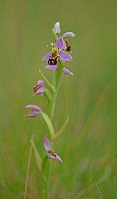 Bijenorchis