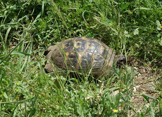 Moorse Landschildpad
