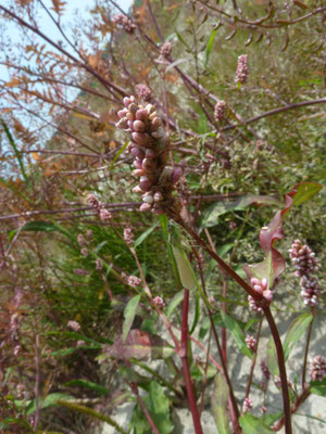 Polygonum persicaria - Perzikkruid