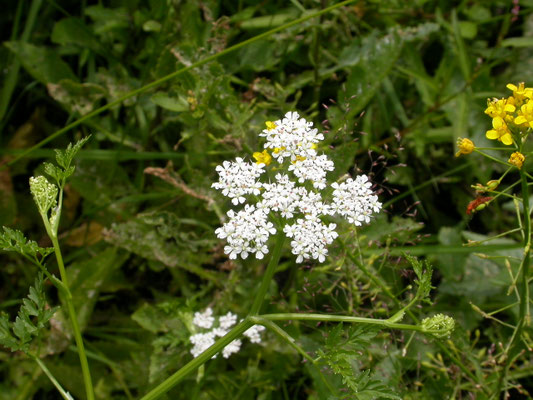 Oenanthe aquatica - Watertorkruid