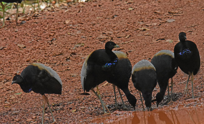 Gray-winged Trumpeter