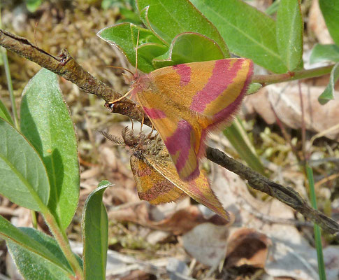 Lythria cruentaria - Zuringspanner