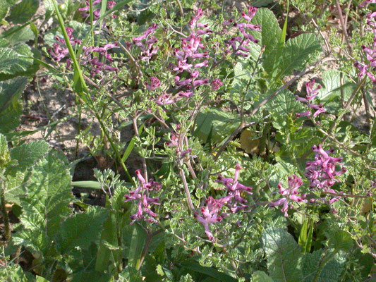 Fumaria officinalis - Gewone duivenkervel