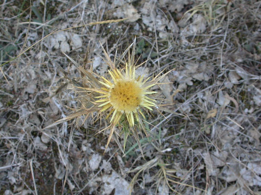 Carlina vulgaris - Driedistel