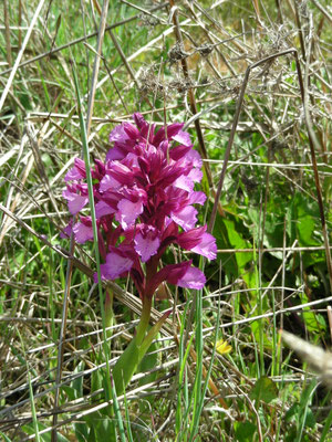 Anacamptis papilionacea - Vlinderorchis
