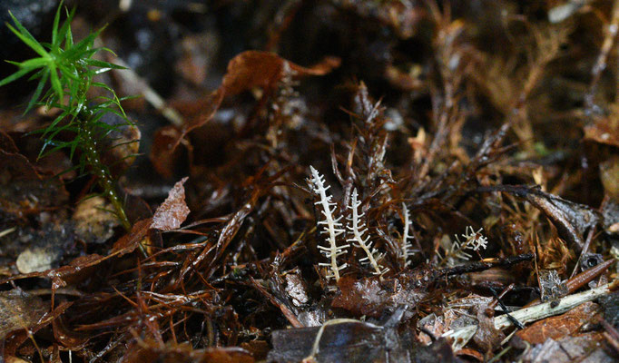 Vertakte collybia - Dendrocollybia racemosa