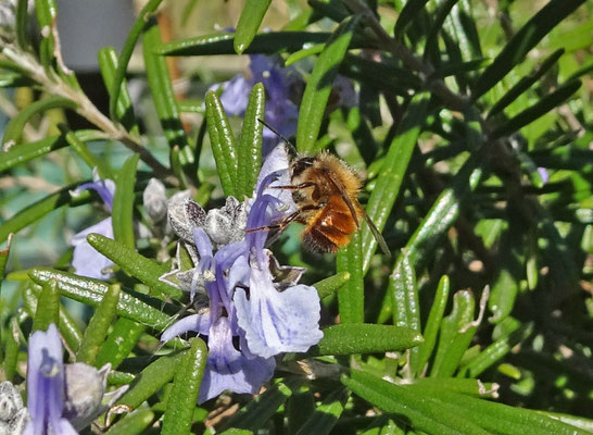 Osmia bicornis - Rosse metselbij
