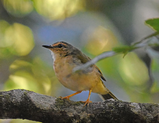 Riverbank Warbler