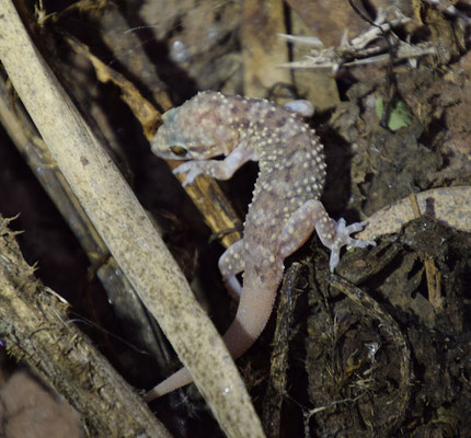 Hemidactylus turcicus