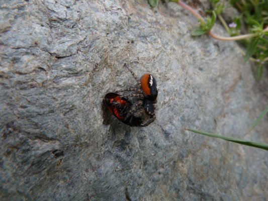 Philaeus chrysops