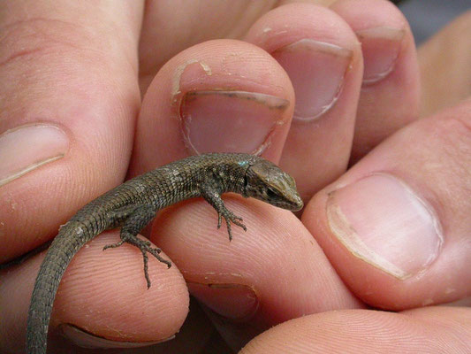 Algyroides moreoticus (Peloponnesoskielhagedis)