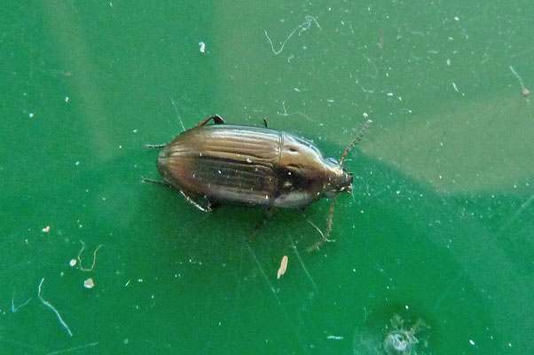 Amara aenea