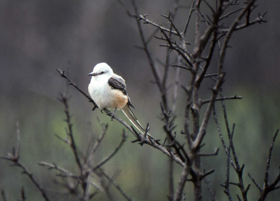 Scissor-tailed Flycatcher