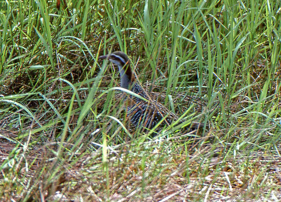 Buff-banded Rail