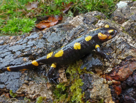 Salamandra salamandra gallaica