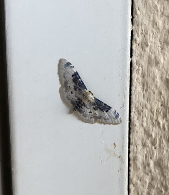Idaea filicata
