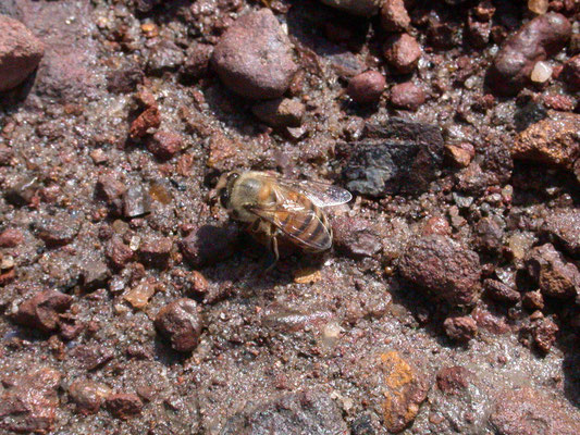 Apis mellifera - Honingbij