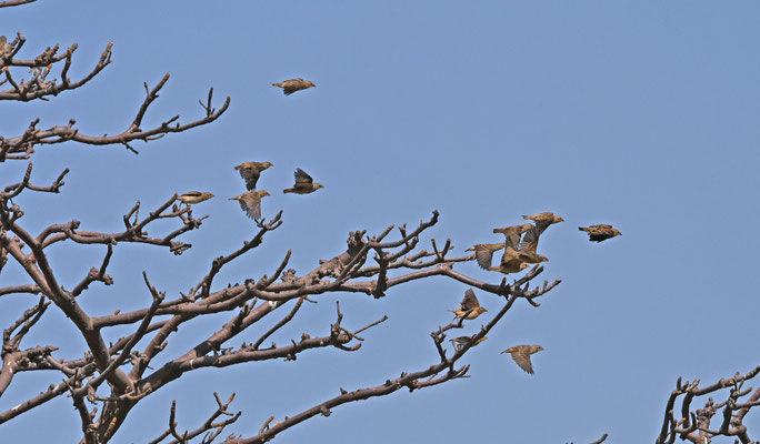 Quelea quelea - Redbilled Quelea