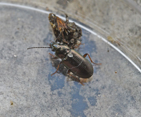 Pogonus chalceus - Gewone zoutloper
