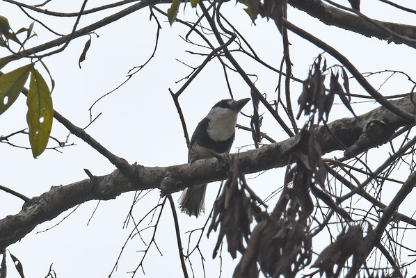 Guianan Puffbird