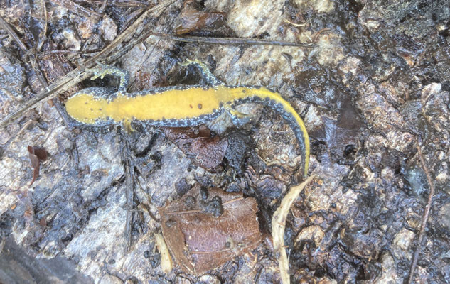 Alpenwatersalamander