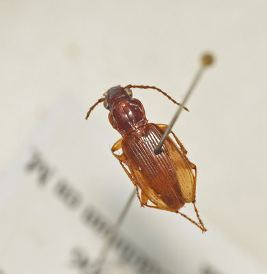 Patrobus atrorufus - Donkere halsbandloper