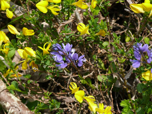 Polygala calcarea - Kalkvleugeltjesbloem