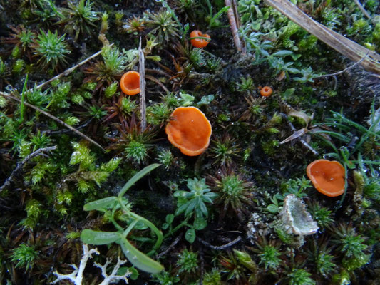Neottiella rutilans sl, incl. vivida - Oranje mosbekertje sl, incl. Wratsporig mosbekertje
