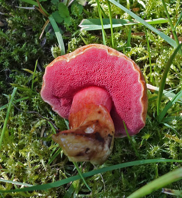 Robijnboleet