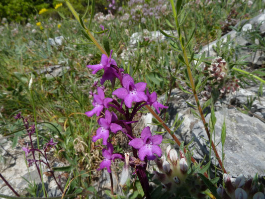 Orchis quadripunctata