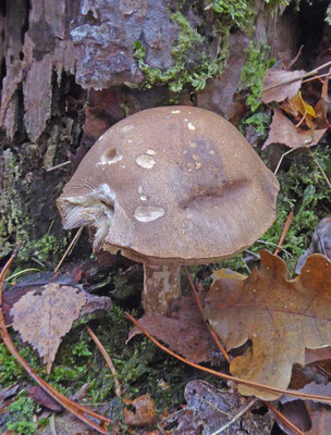 Leccinum cyaneobasileucum- Bruingrijze berkenboleet