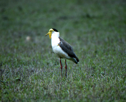 Masked Lapwing