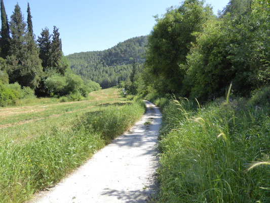 Ramat Menashe Forest